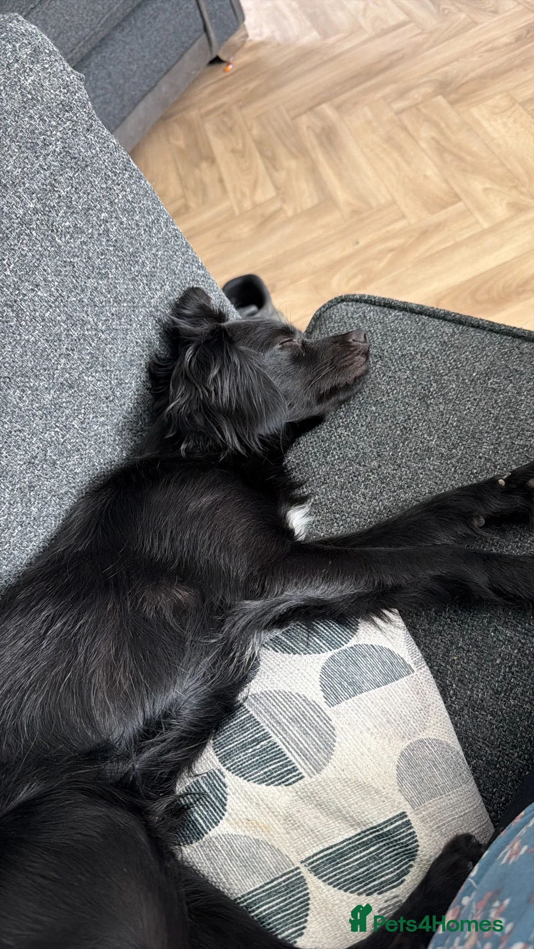Mixed Breed dogs for sale: Woody (chug x spaniel) in Hull - Advert 4