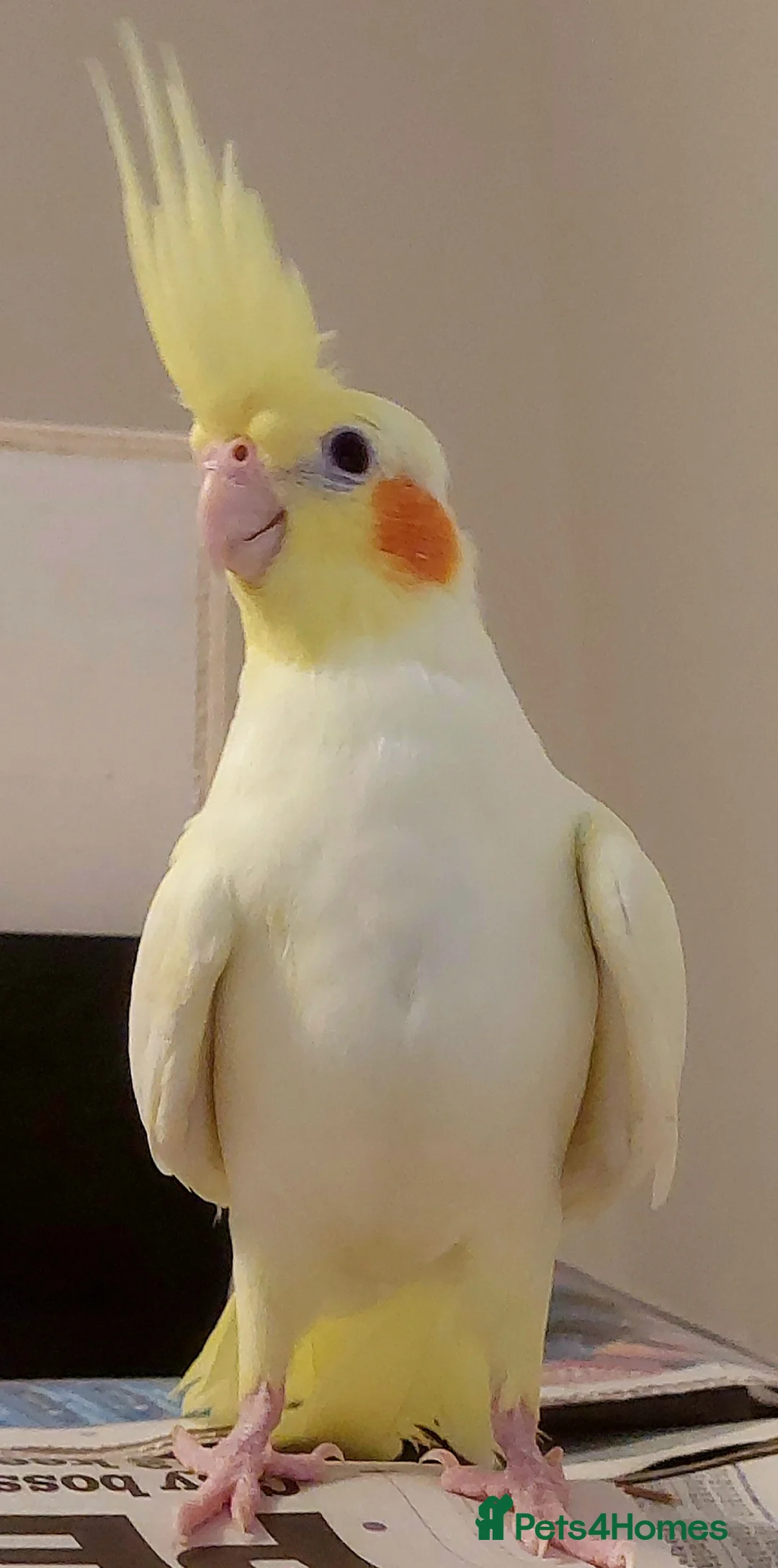 Cockatiels birds for sale: Female Cockatial in Rowley Regis - Advert 1