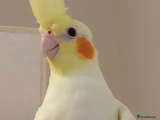 Cockatiels birds Female Cockatial - Advert 3