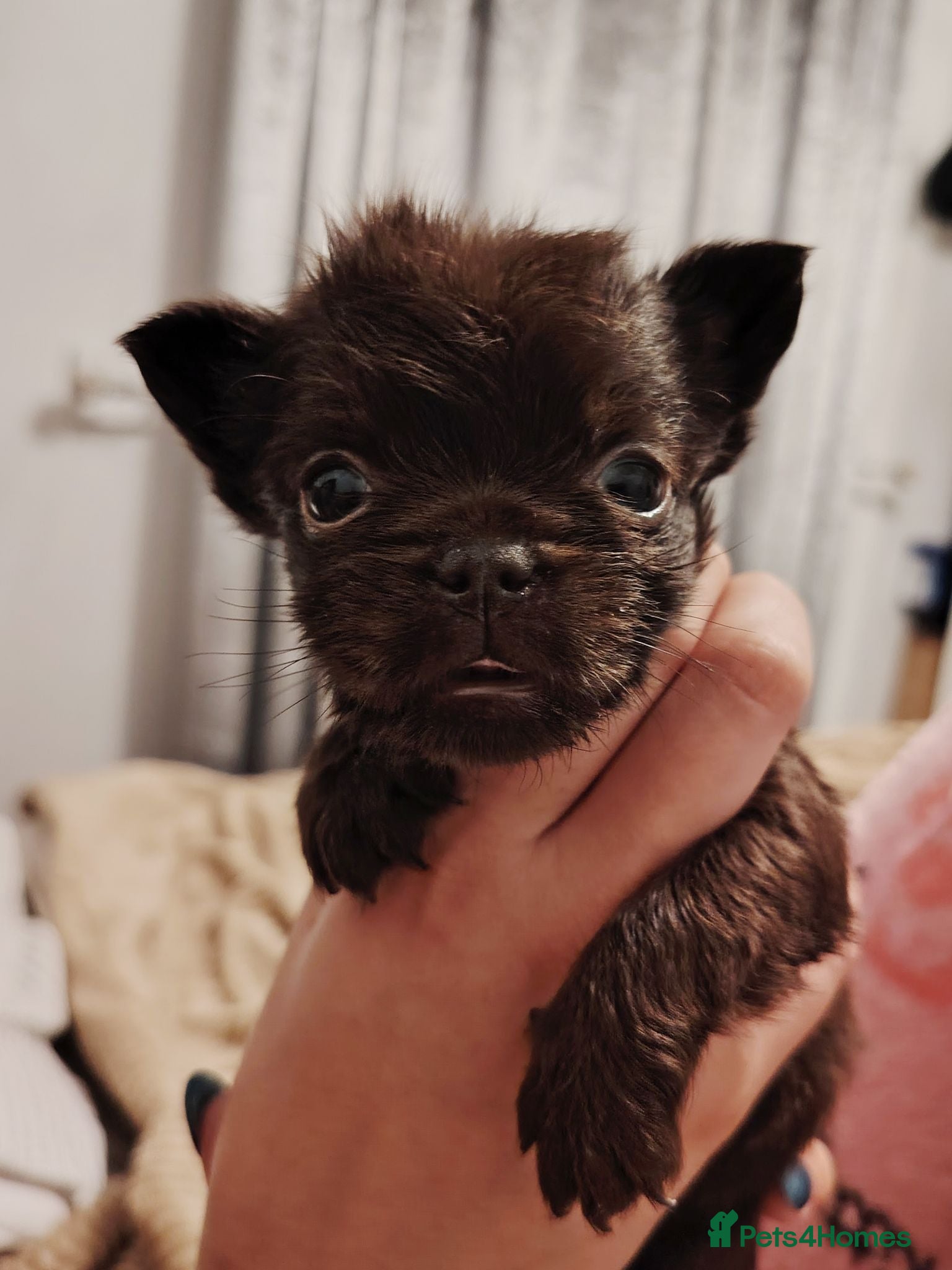 Mixed Breed dogs Fluffy French Bulldog cross Affenpinscher Shih Tzu - Advert 2
