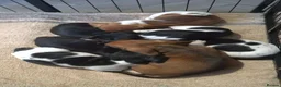 Dachshund dogs for sale: MINIATURE DACHSHUND GIRLS REDUCED READY TO GO - Advert 9
