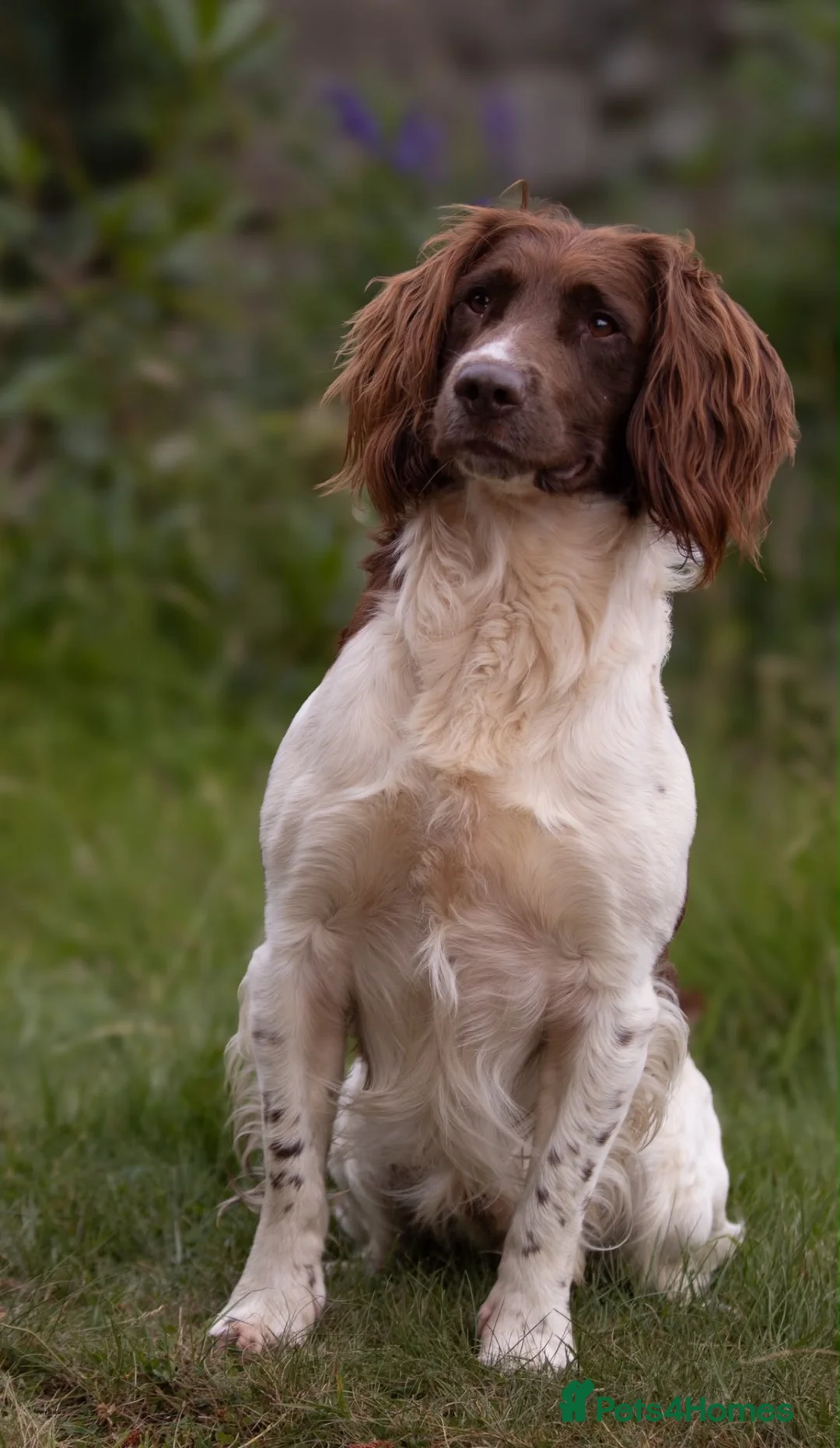 English Springer Spaniel dogs for stud: Heavily Marked Health Tested L/W Springer Stud - Advert 2