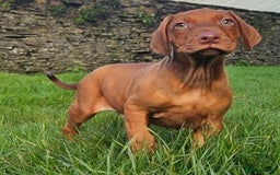 Rhodesian Ridgeback dogs for sale: Rhodesian Doberman  - Advert 4