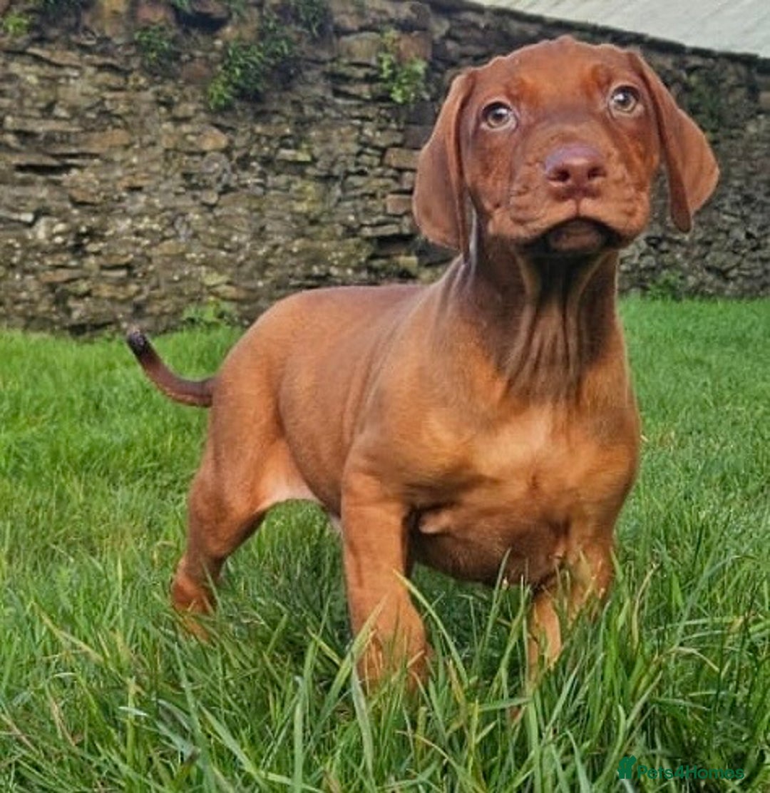 Rhodesian Ridgeback dogs for sale: Rhodesian Doberman  - Advert 4