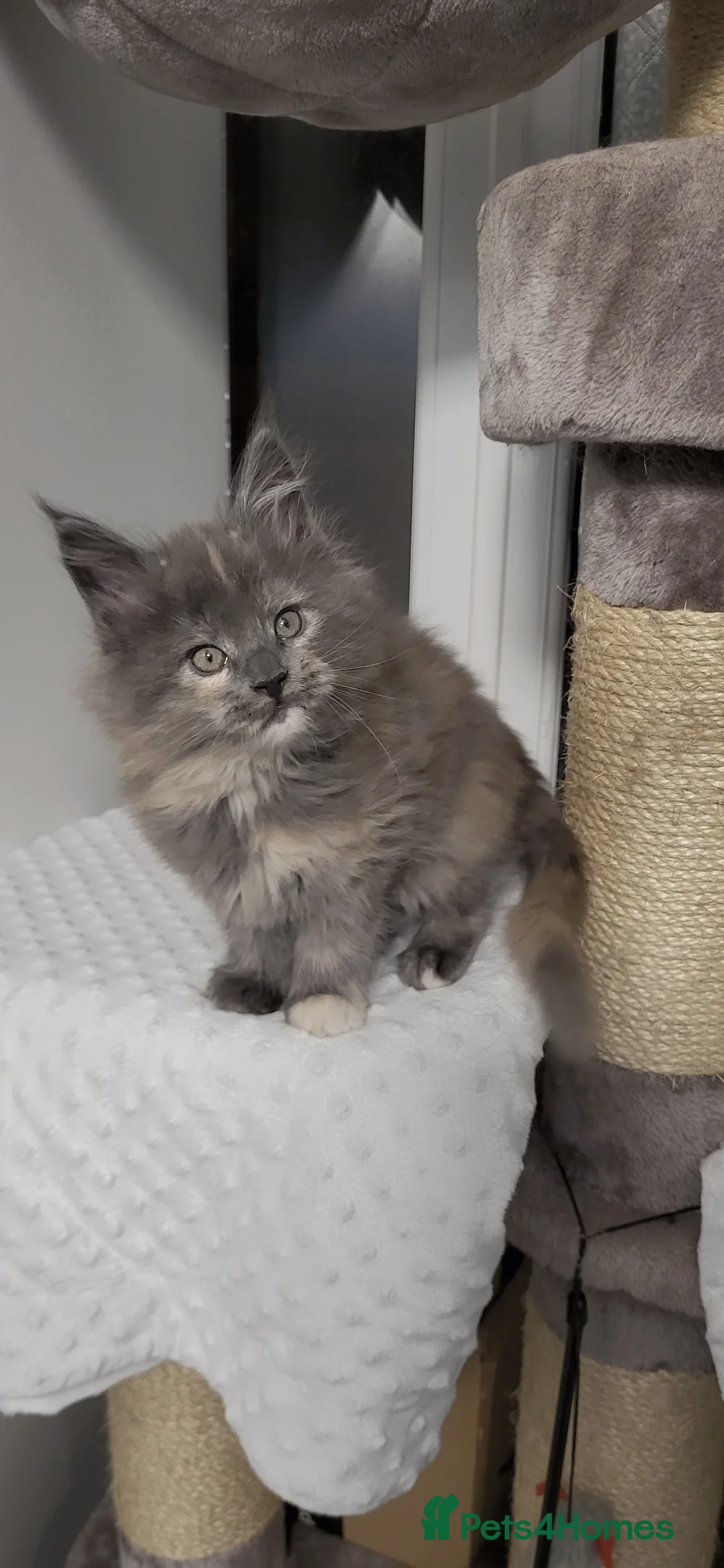 Maine Coon cats for sale: GCCF - Maine Coon Kittens - Advert 25