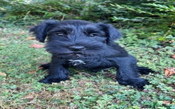 Miniature Schnauzer dogs for sale: Beautiful KC registered Minature Schnauzer puppies - Image 7