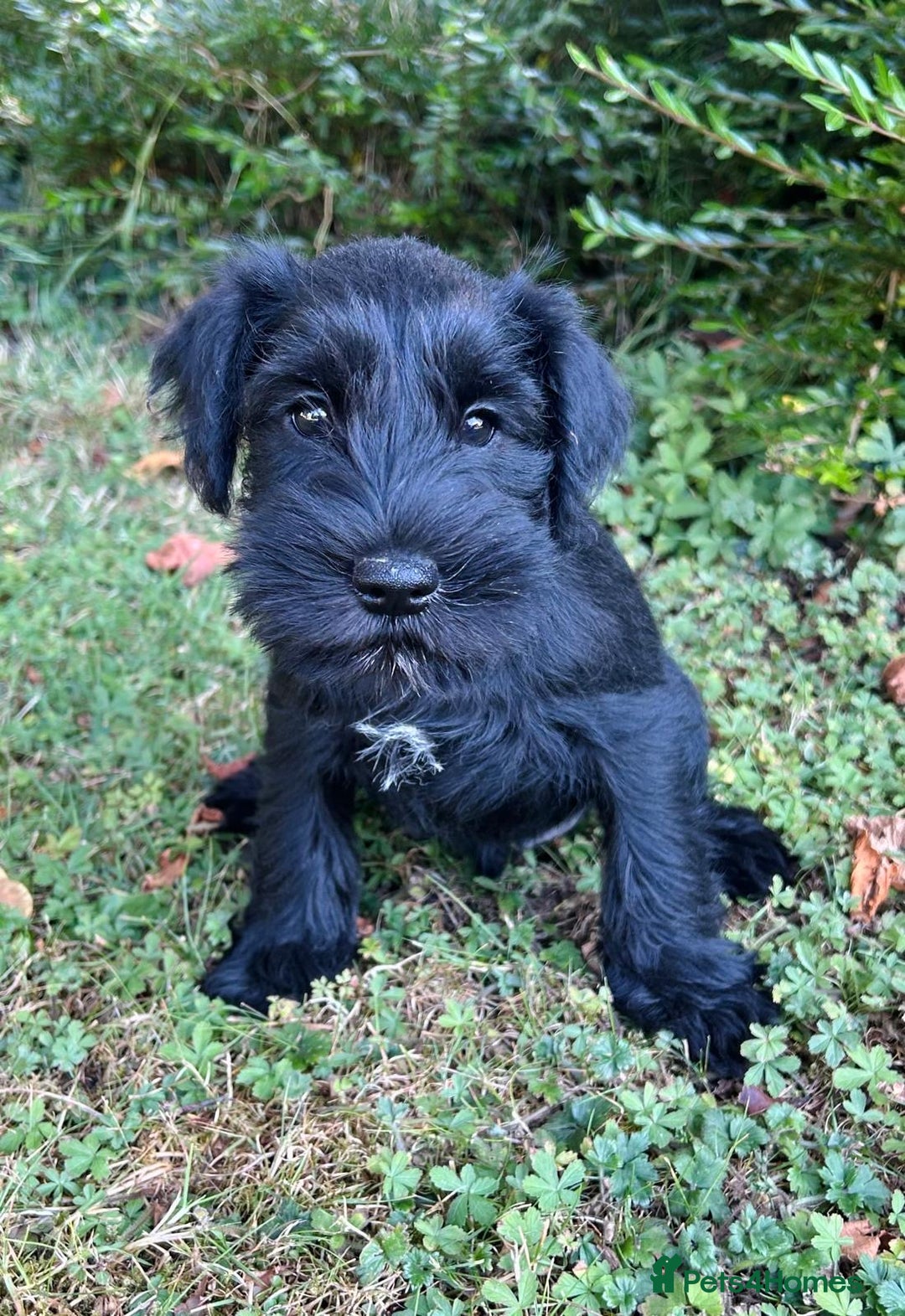 Miniature Schnauzer dogs for sale: Beautiful KC registered Minature Schnauzer puppies - Image 7