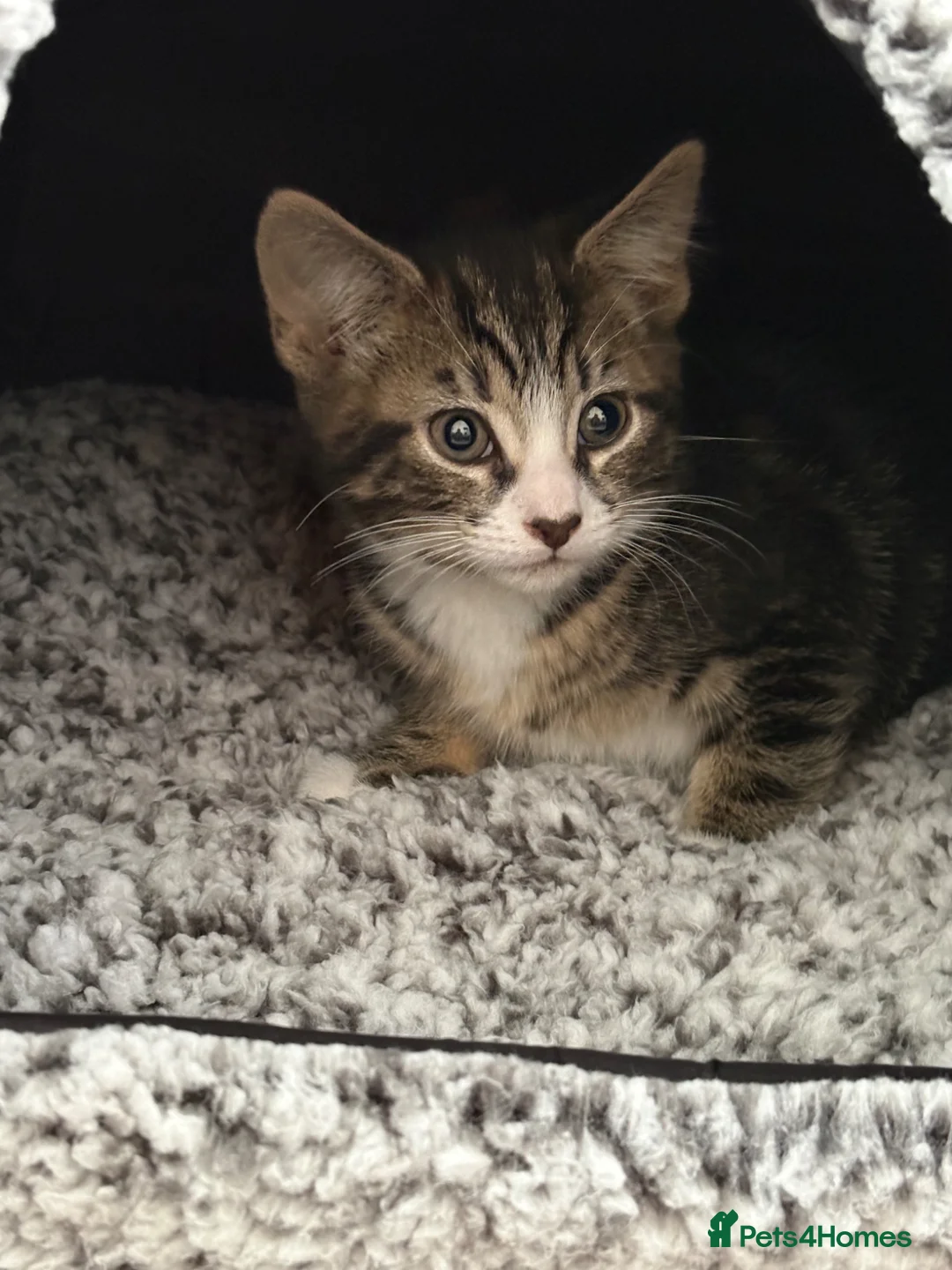 Mixed Breed cats for sale: 8 week old male kitten  in Fareham - Advert 2