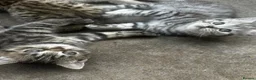 British Shorthair cats for sale: British shorthair kittens  - Advert 8