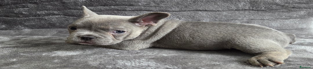 French Bulldog Puppy 3