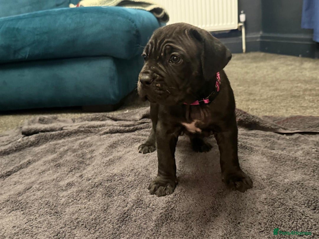 Cane Corso dogs for sale: Exceptional Quality Full Pedigree  - Advert 16