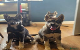 Siberian Husky dogs for sale: Agouti Coat Pedigree Siberian Husky Puppies - Image 17