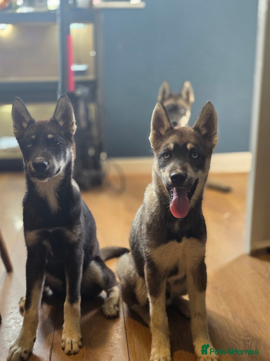 Siberian Husky dogs for sale: Agouti Coat Pedigree Siberian Husky Puppies - Image 17