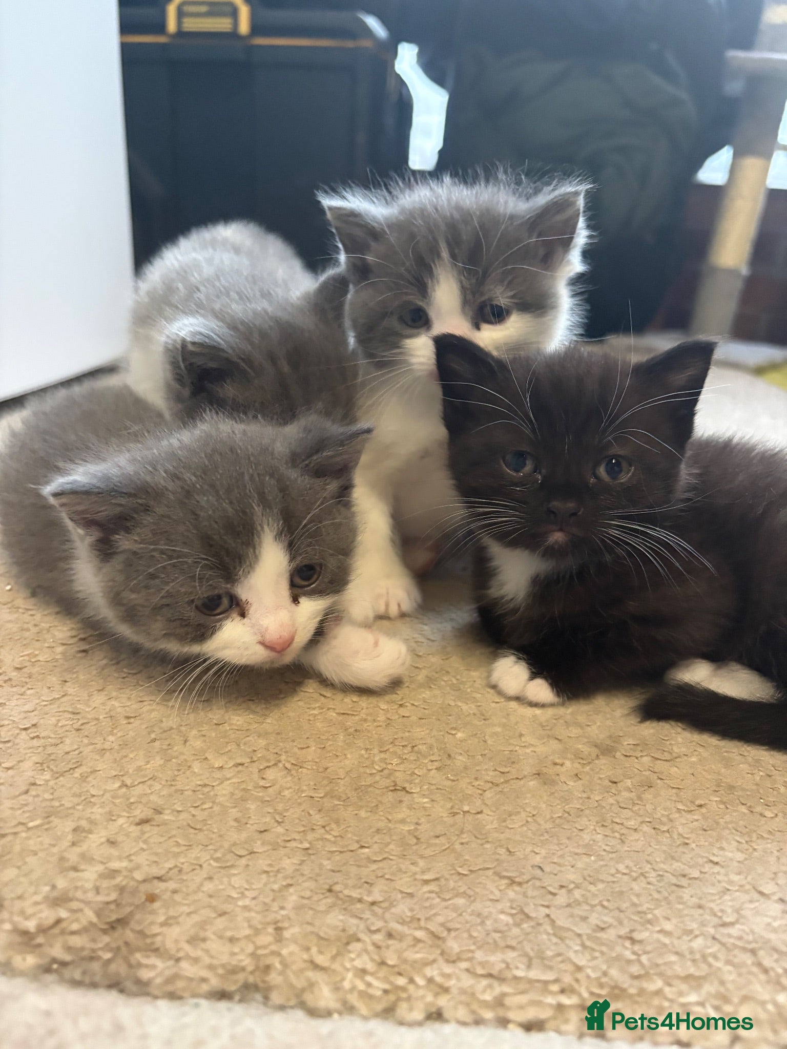 Mixed Breed cats Kitten for sale - Advert 3