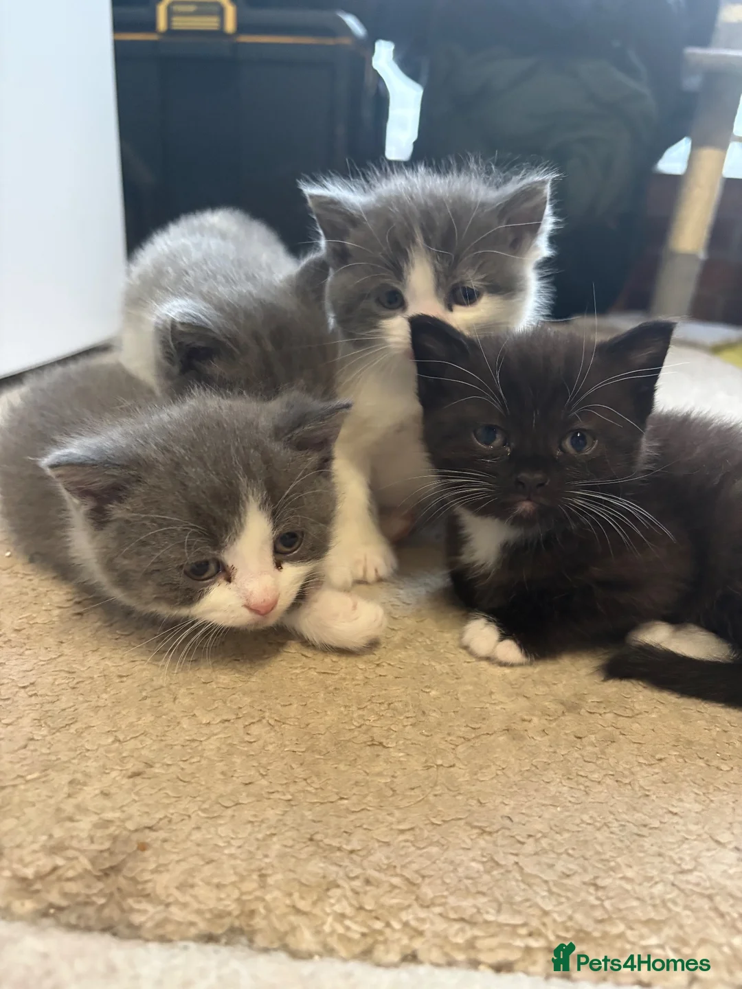 Mixed Breed cats for sale: Kitten for sale in Liverpool - Advert 1