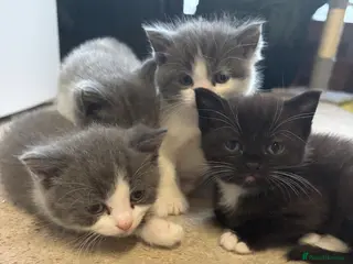 Mixed Breed cats Kitten for sale - Advert 1