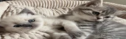 British Shorthair cats for sale: Adorable british shorthair x ragamuffin kittens - Advert 5
