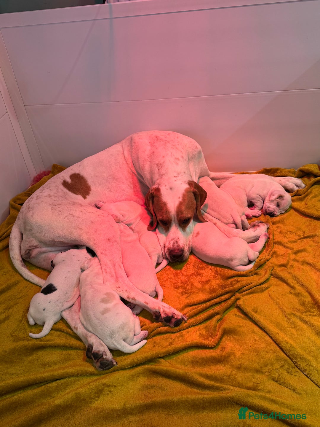 Pointer dogs for sale: Beautiful litter of Top Quality Pointer Puppies - Advert 1