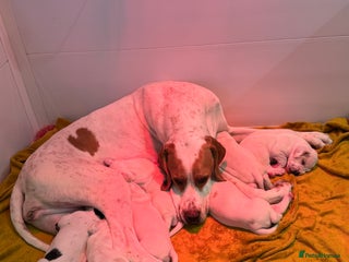 Pointer dogs Beautiful litter of Top Quality Pointer Puppies - Advert 2