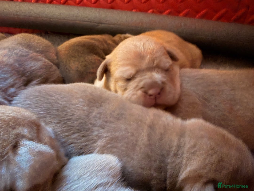 Olde English Bulldogge dogs for sale: Olde English Bulldog Puppies - Family Raised  - Advert 17