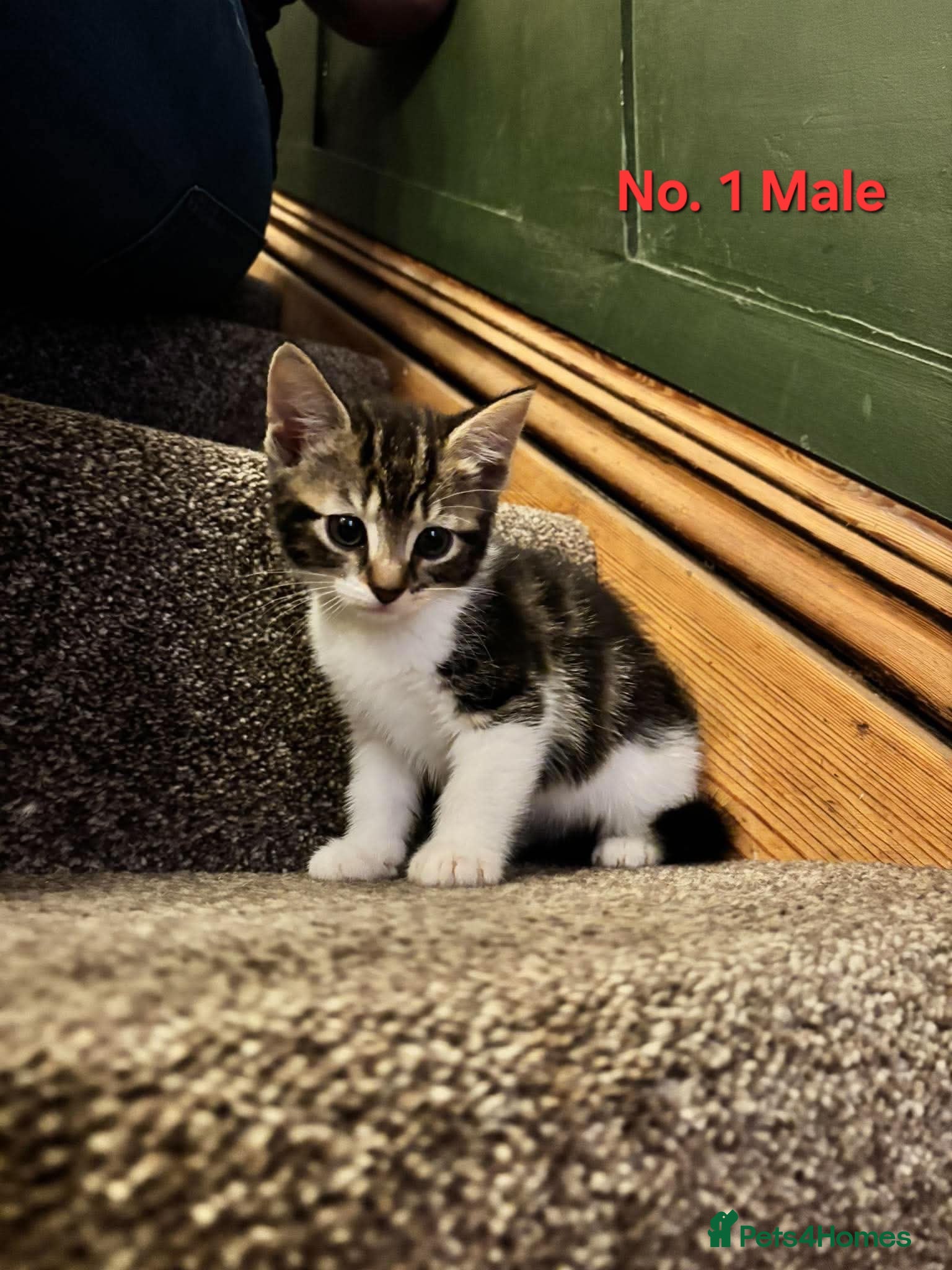 Mixed Breed cats Gorgeous kittens ready for loving homes - Advert 7