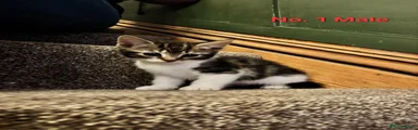Mixed Breed 1