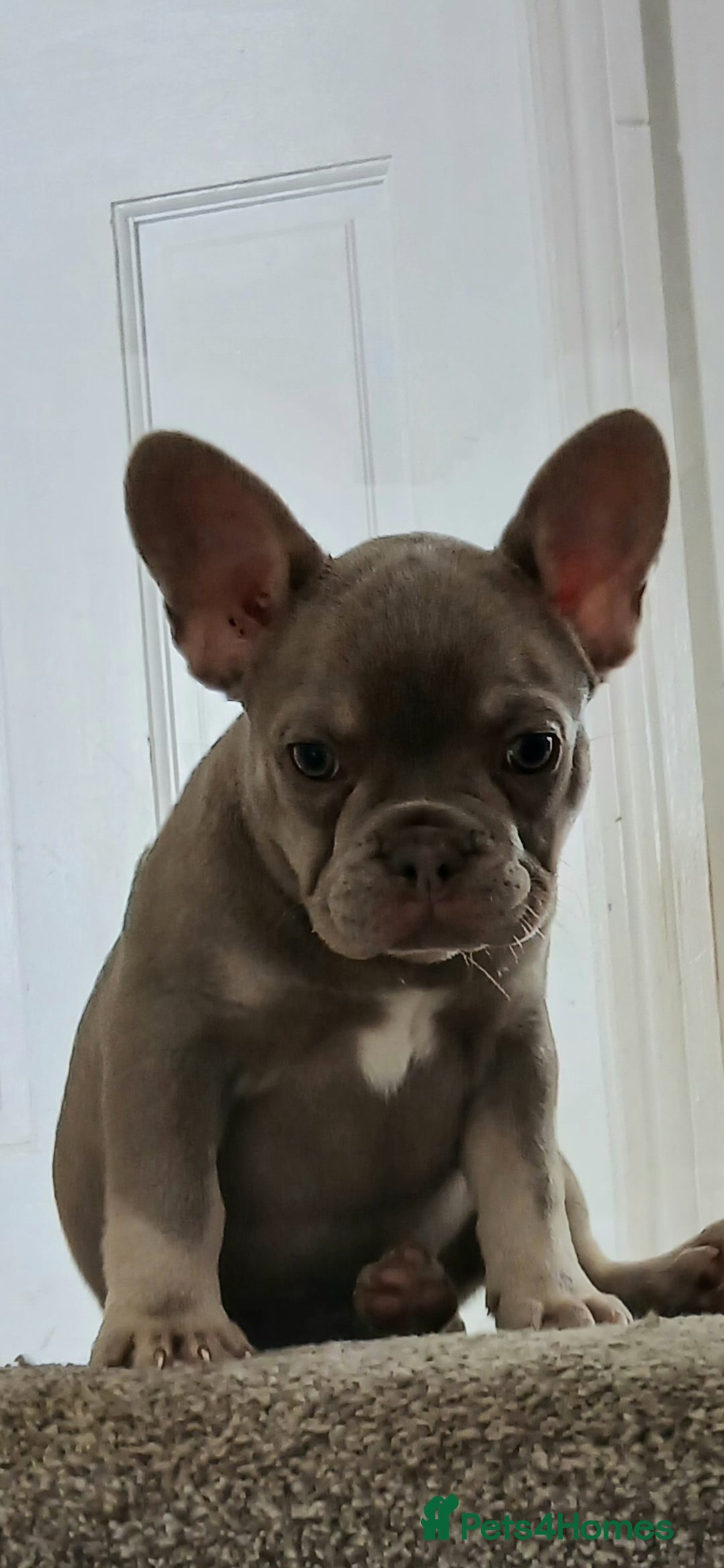 French Bulldog dogs for sale: Reduced KC French issabella Bulldog Puppies 2left in Mansfield - Image 22
