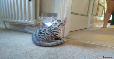 Mixed Breed cats - Advert 16