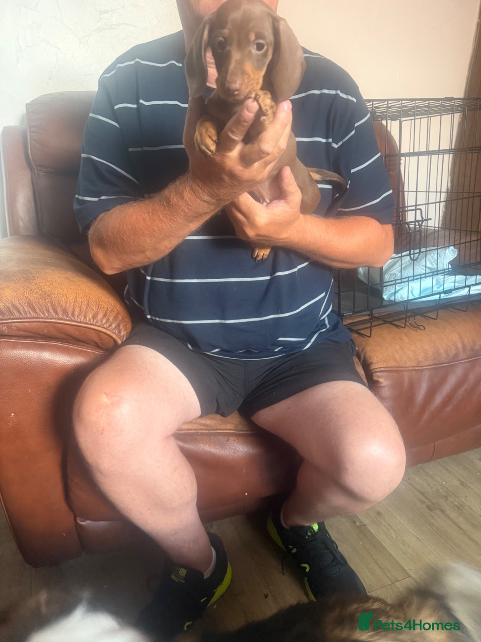 Miniature Dachshund dogs Miniature dachshund puppies - Advert 2