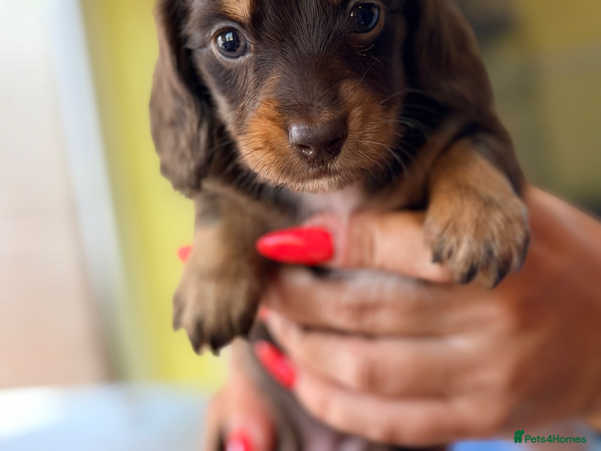 Miniature Dachshund dogs 🌸Special puppies for Special Peoples 🌸 - Advert 2