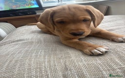 Springador dogs for sale: Labrador puppies (red/copper). Health checked.  - Image 1