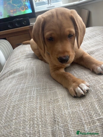 Springador dogs - Advert 4