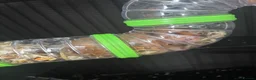 Hamster rodents for sale: Female Syrian Hamster  - Advert 4