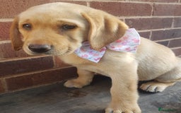 Labrador Retriever dogs for sale: KC Registered Labrador puppies  - Image 16
