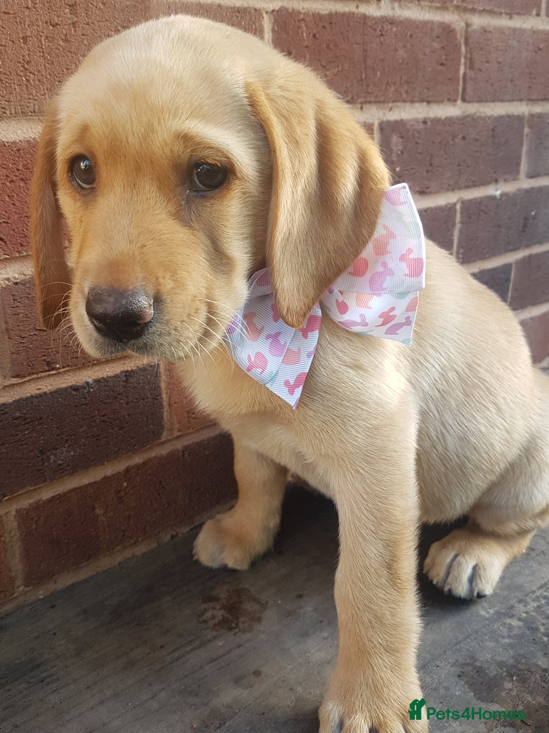Labrador Retriever dogs for sale: KC Registered Labrador puppies  - Image 16