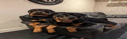 Rottweiler dogs for sale: Rottweiler puppy's X2 Boys  - Advert 12