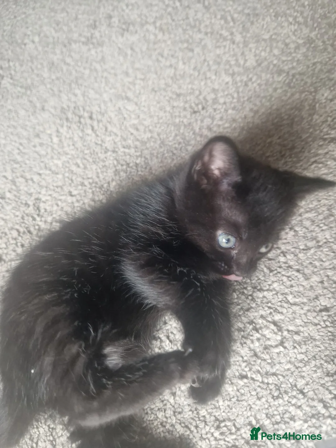 Mixed Breed cats for sale: Kittens looking for forever home - Advert 10