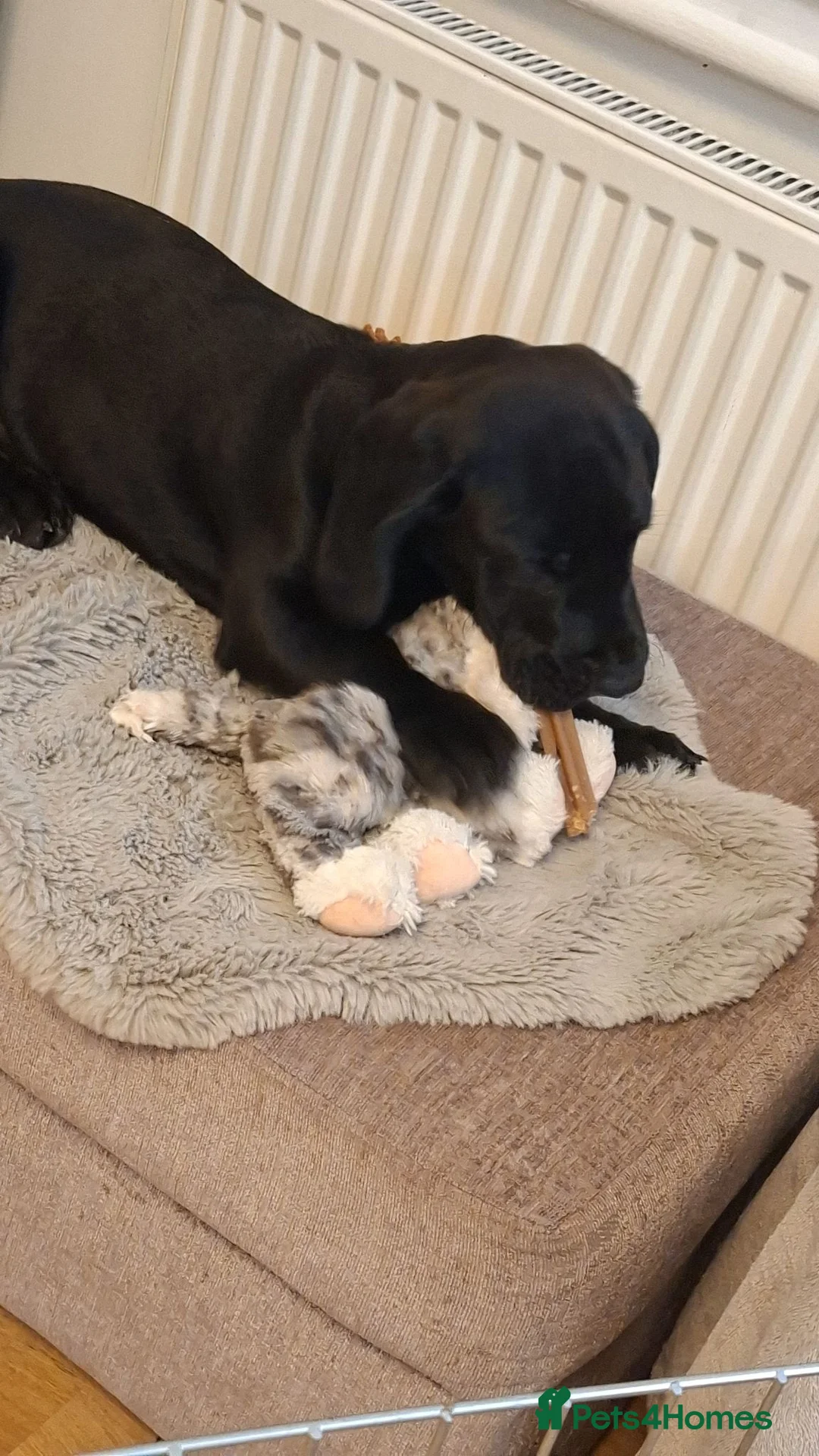 Mixed Breed dogs for sale: Male cane corso mix. Unique mix in Nottingham - Advert 2