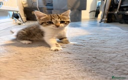Mixed Breed cats for sale: mixed savvanh with domestic cat - Image 3