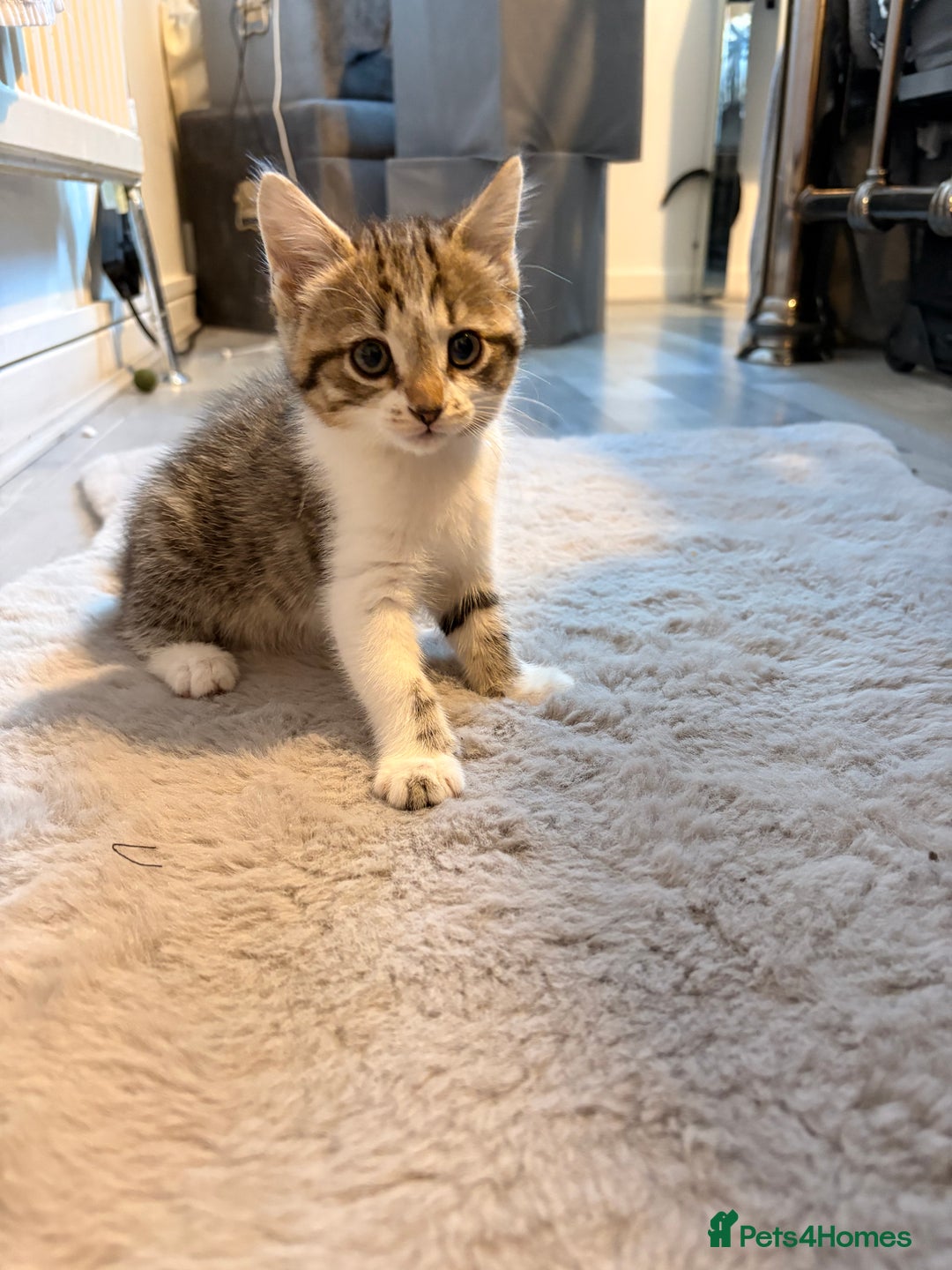 Mixed Breed cats for sale: mixed savvanh with domestic cat - Image 3