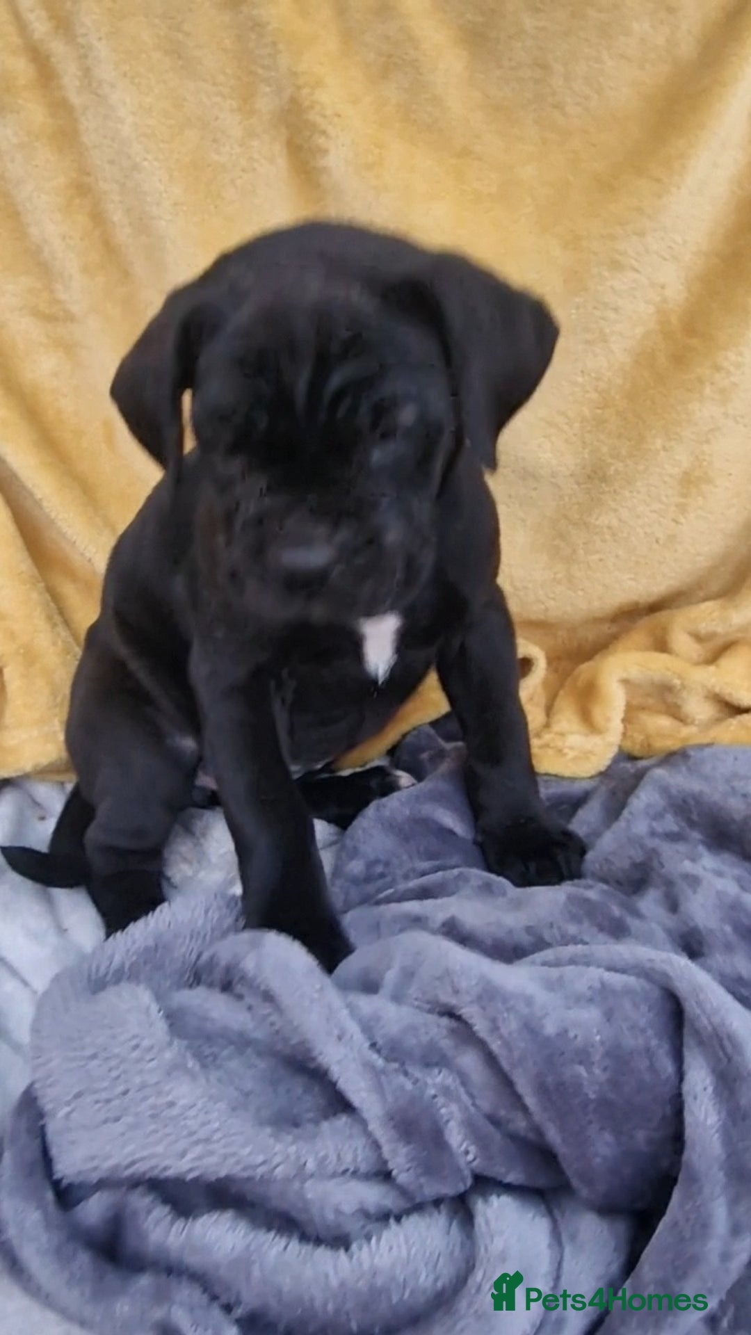 Mixed Breed dogs for sale: Cane Corso X Neapolitan Mastiff mix pups for sale - Advert 16