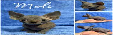 Moli 