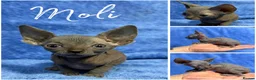 Sphynx cats for sale: Canadian Sphynx TICA REG  - Advert 7