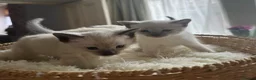 Siamese cats for sale: Beautiful Siamese kittens of seal, blue point 🩷🩵 - Advert 5