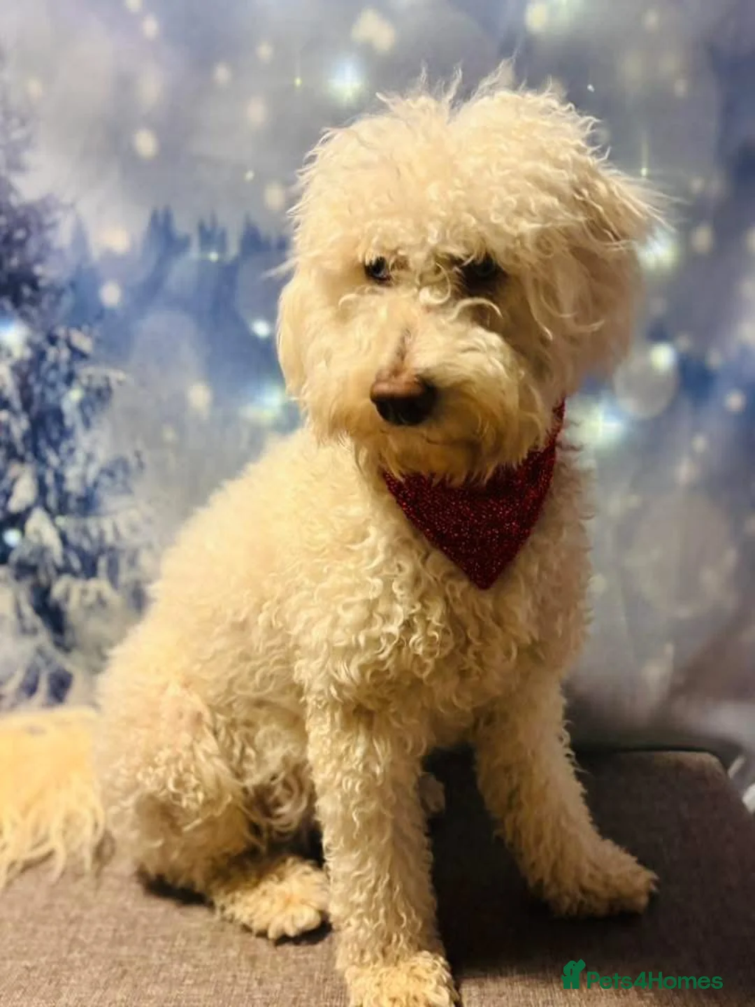 Bordoodle dogs for sale: F1b Bordoodle, DNA testing,full refund guarantee  - Advert 14