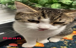 Mixed Breed cats for sale: Bowie and Bean 2 male 10 month old cats for sale  - Image 3