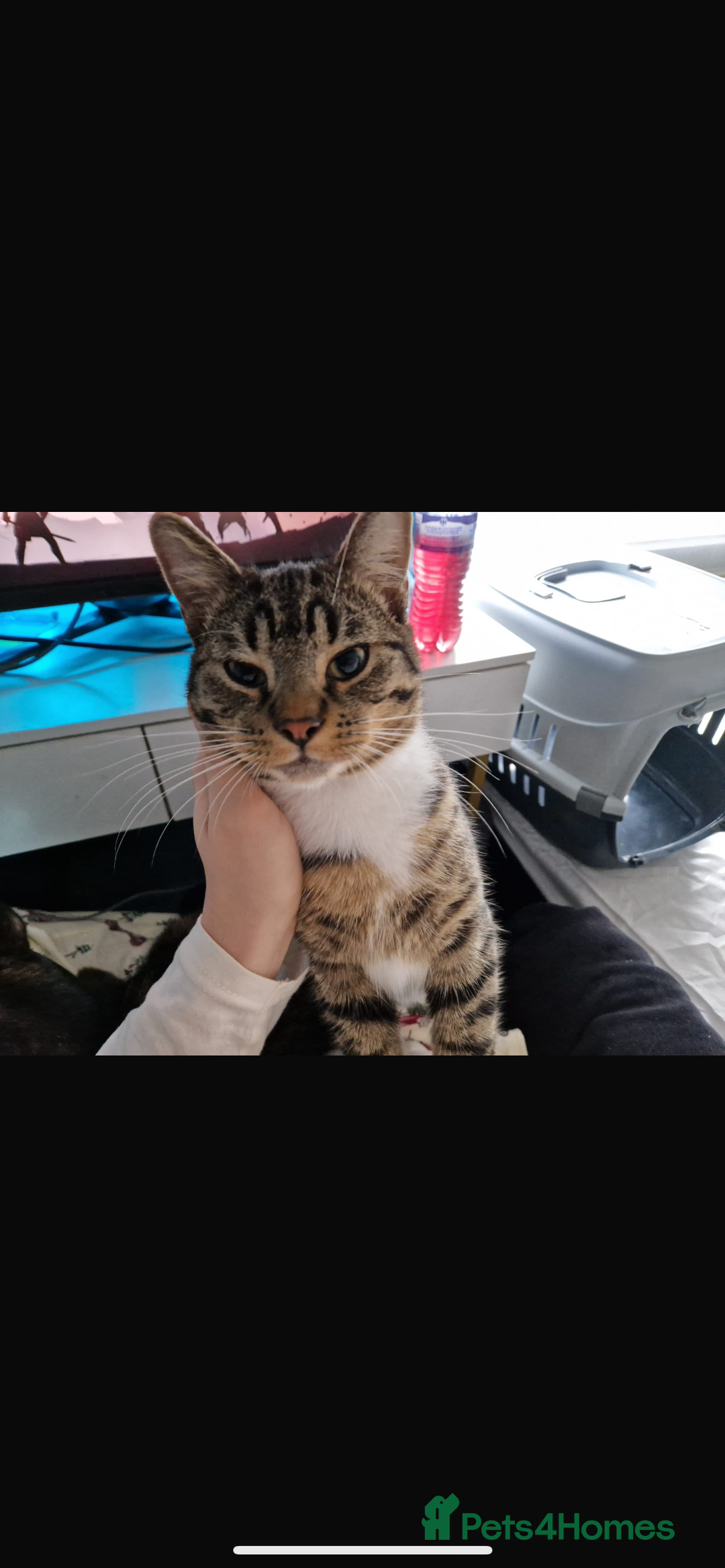 American Shorthair cats for sale: loving male cat , please read description - Advert 2