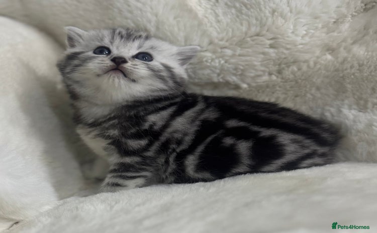 British Shorthair cats GCCF British shorthair silver tabby girls  - Advert 15