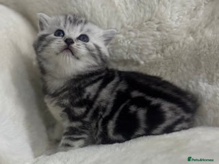 British Shorthair cats GCCF British shorthair silver tabby girls - Advert 3
