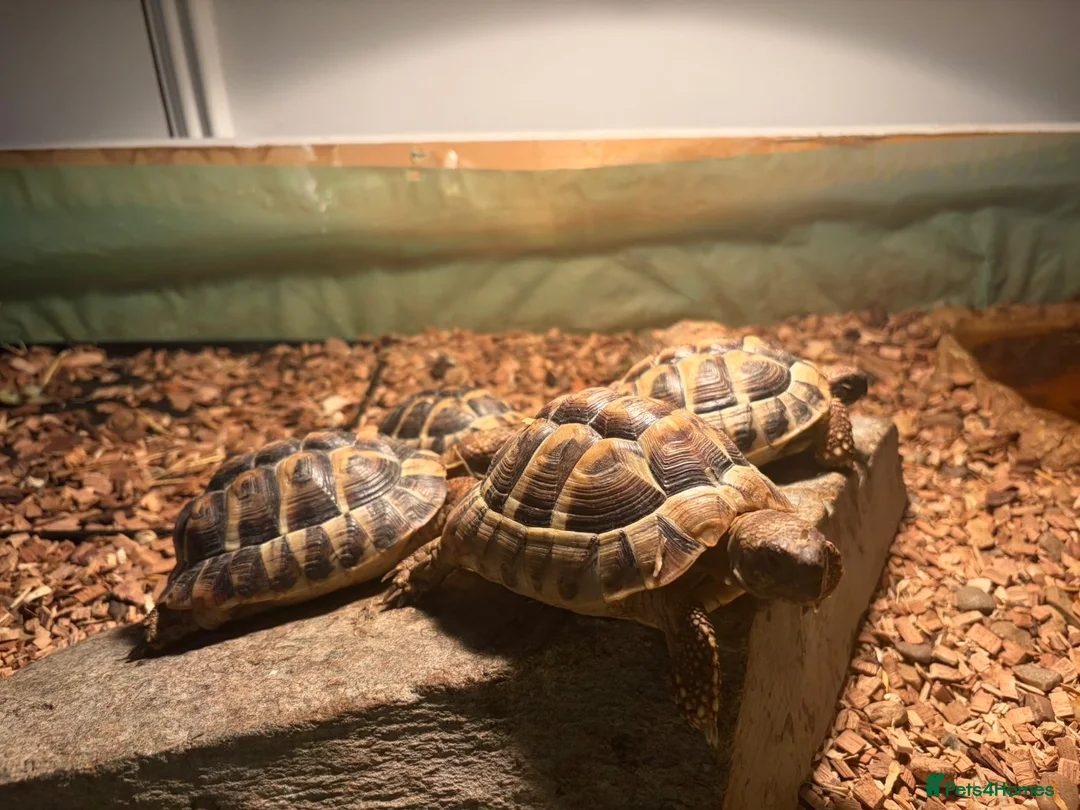 Tortoise reptiles for sale: Testudo hermanni (Hermanns Tortoise) - Advert 2